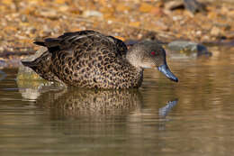 Image of Chestnut Teal