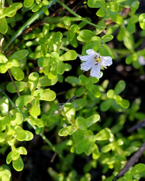 Image of Brahmi