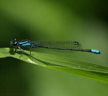 Image of bluet