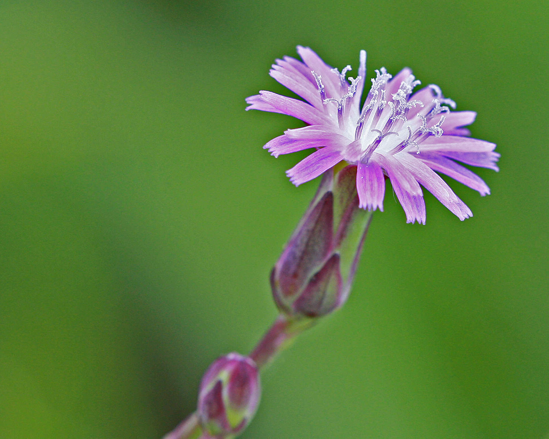 Image of grassleaf lettuce