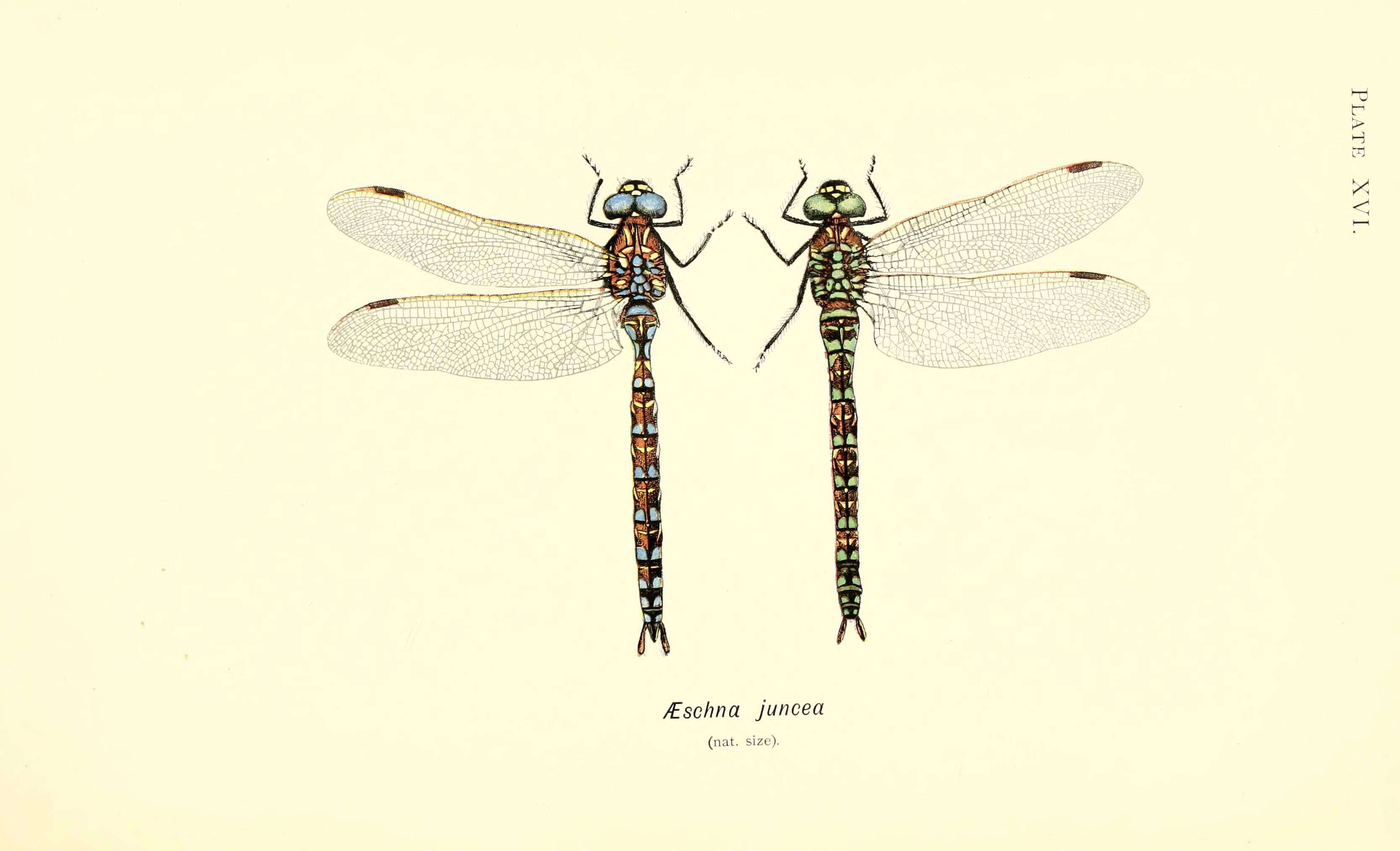 Image of Common Hawker