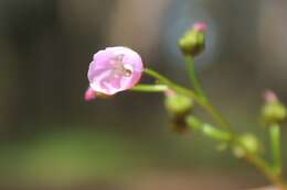 Image of Drosera peltata Thunb.