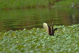 Image of Wattled Jacana