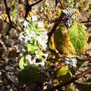 Sivun Minthostachys spicata (Benth.) Epling kuva