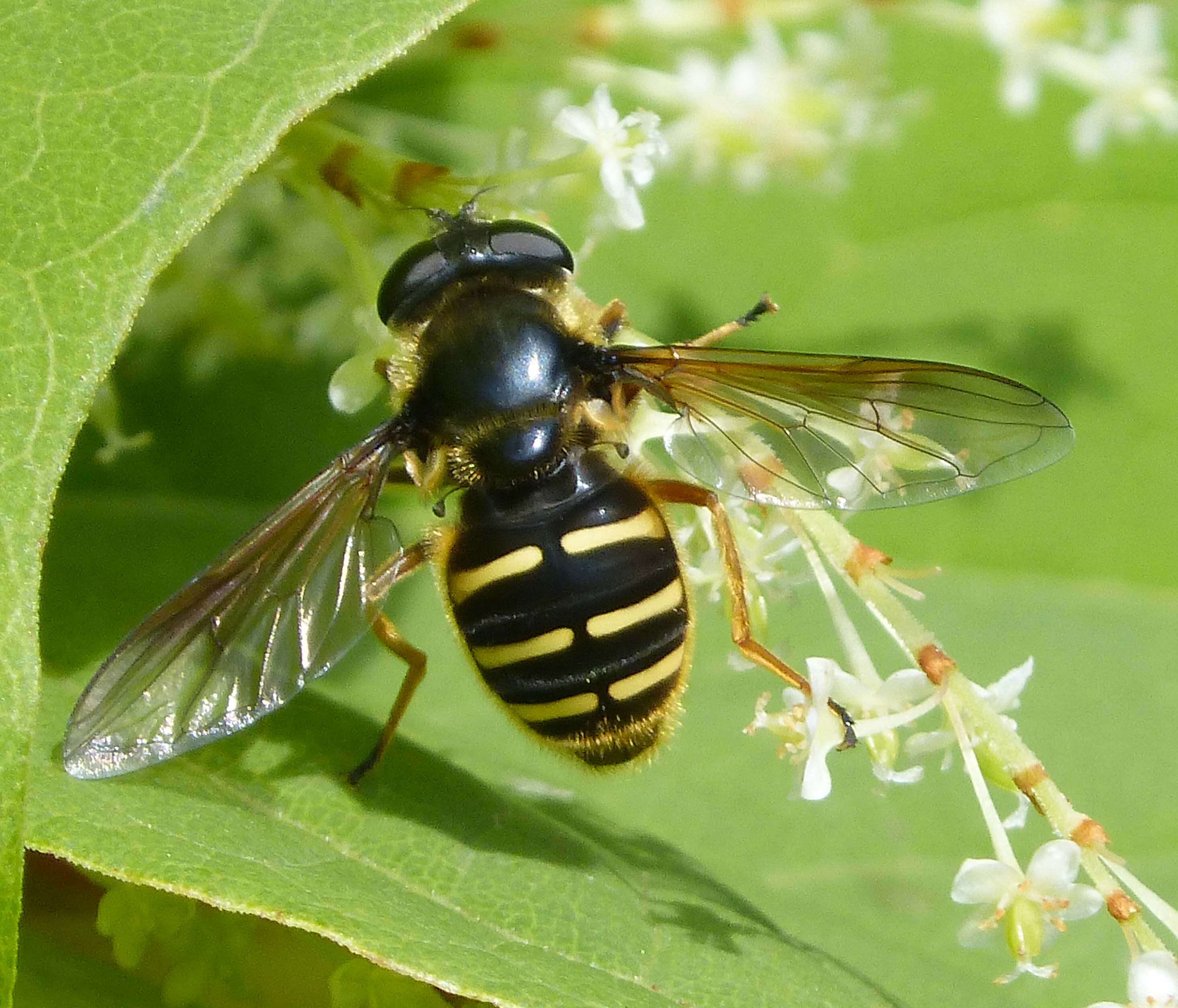 صورة Sericomyia silentis (Harris 1776)