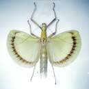 صورة Eurynecroscia nigrofasciata (Redtenbacher 1908)