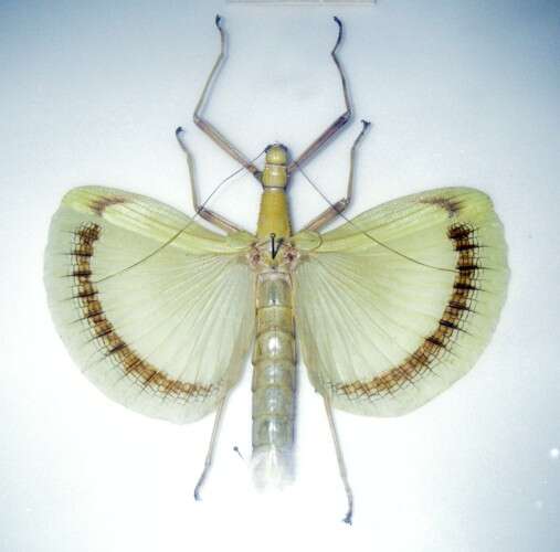 Image of Eurynecroscia