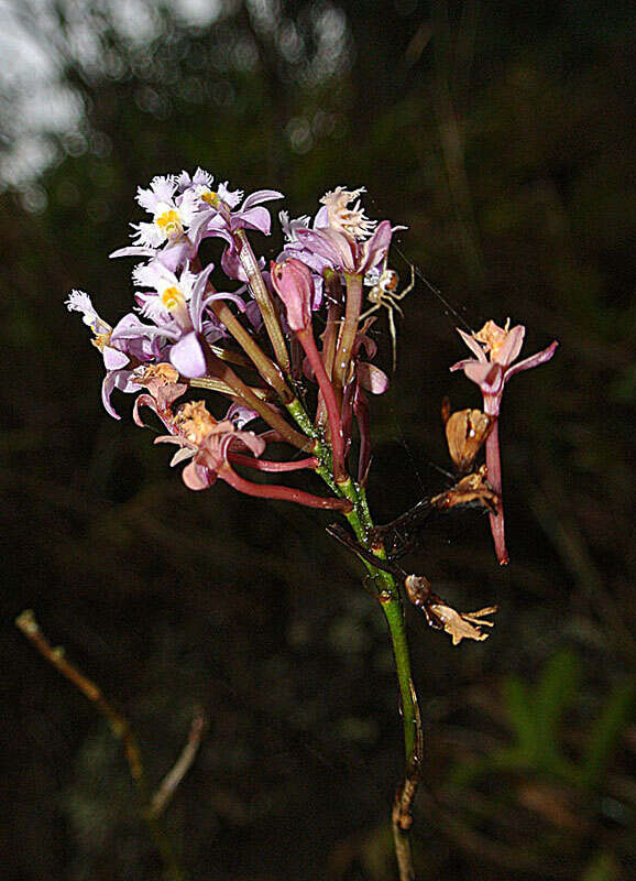 Image de Epidendrum