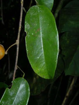 Image of Anomospermum reticulatum (C. Martius) Eichler