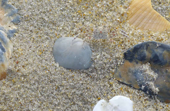 Image of Atlantic Ghost Crab