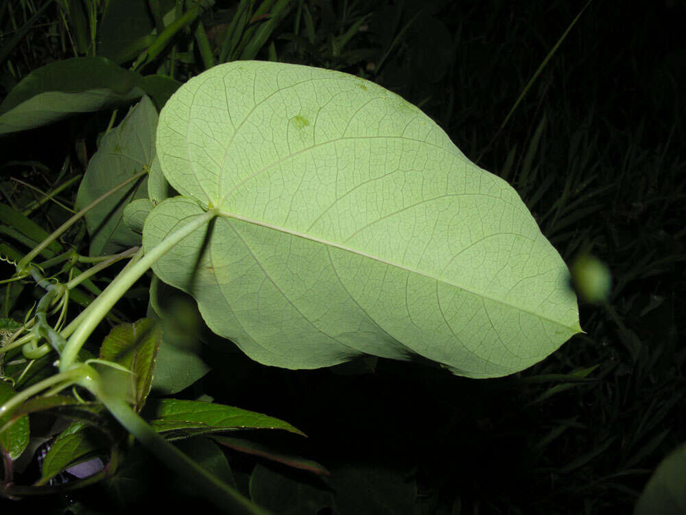 Sivun Passiflora seemannii Griseb. kuva