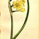 Image of Narcissus tazetta subsp. aureus (Jord. & Fourr.) Baker
