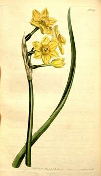 Image of cream narcissus