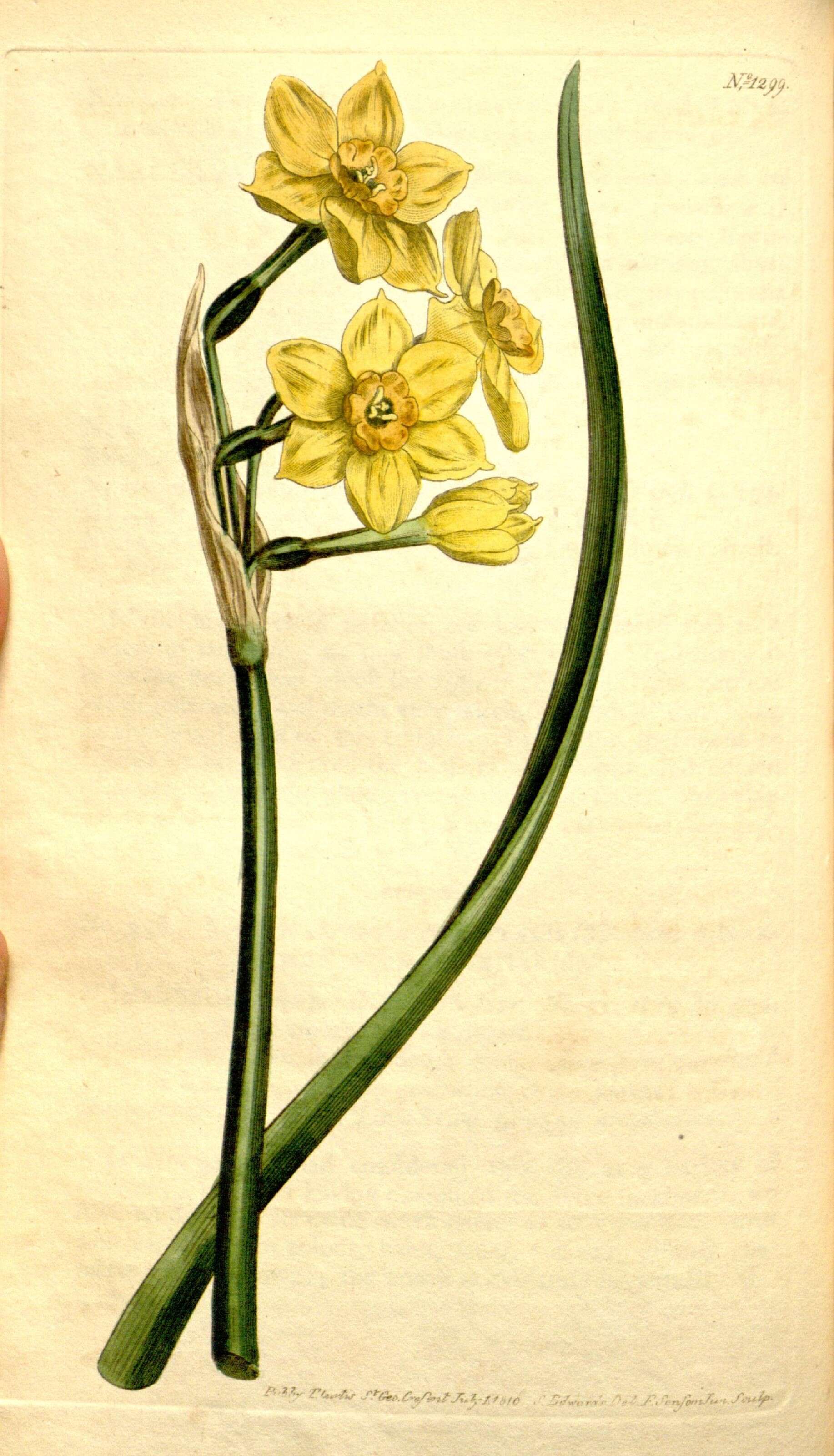 Image de Narcissus tazetta L.