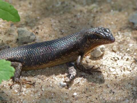 Image of Trachylepis sparsa (Mertens 1954)