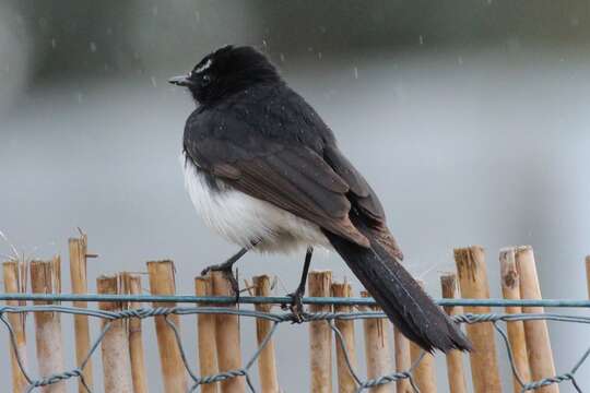 Image of Willie Wagtail