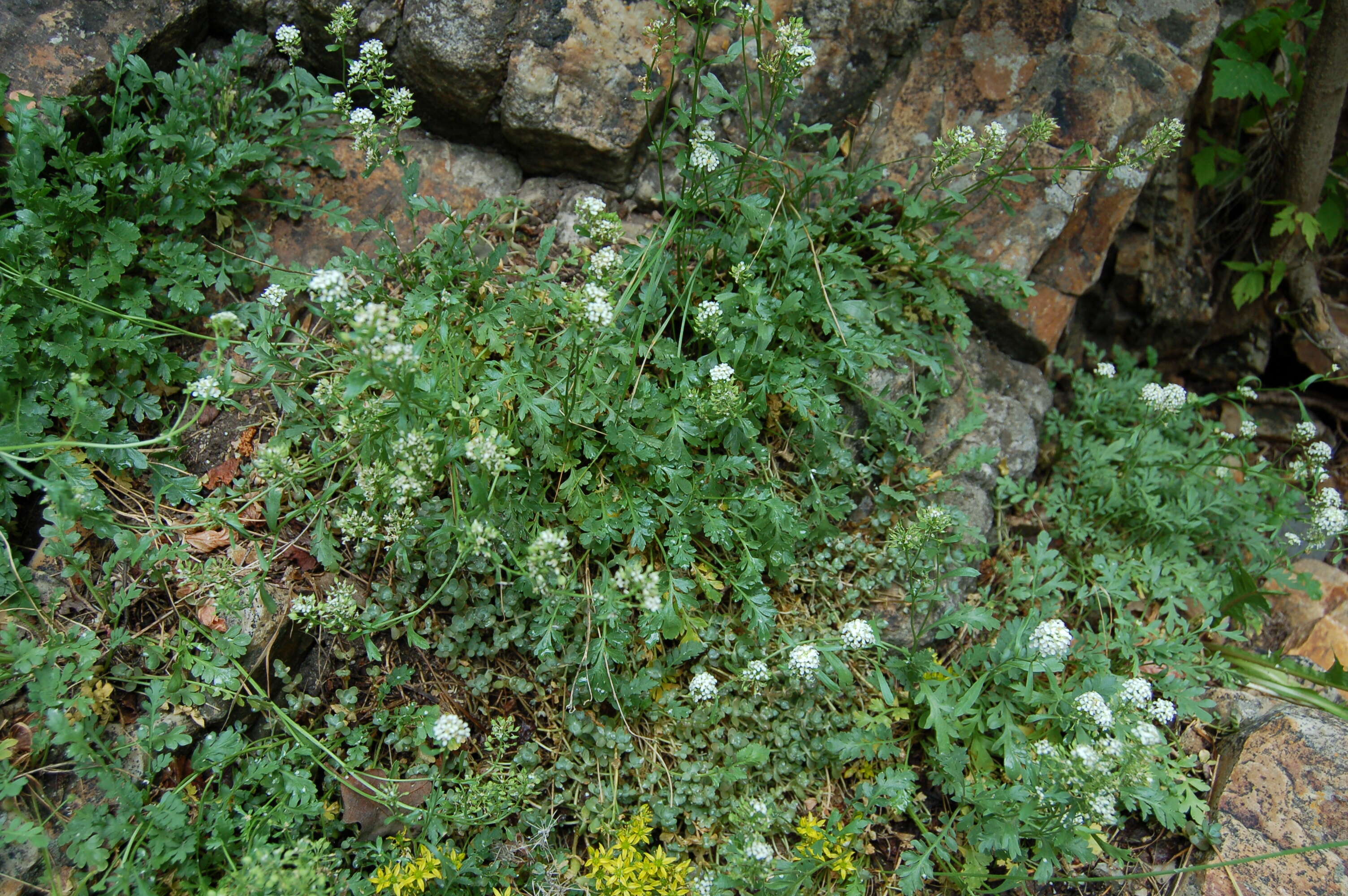 Image of Peppercresses