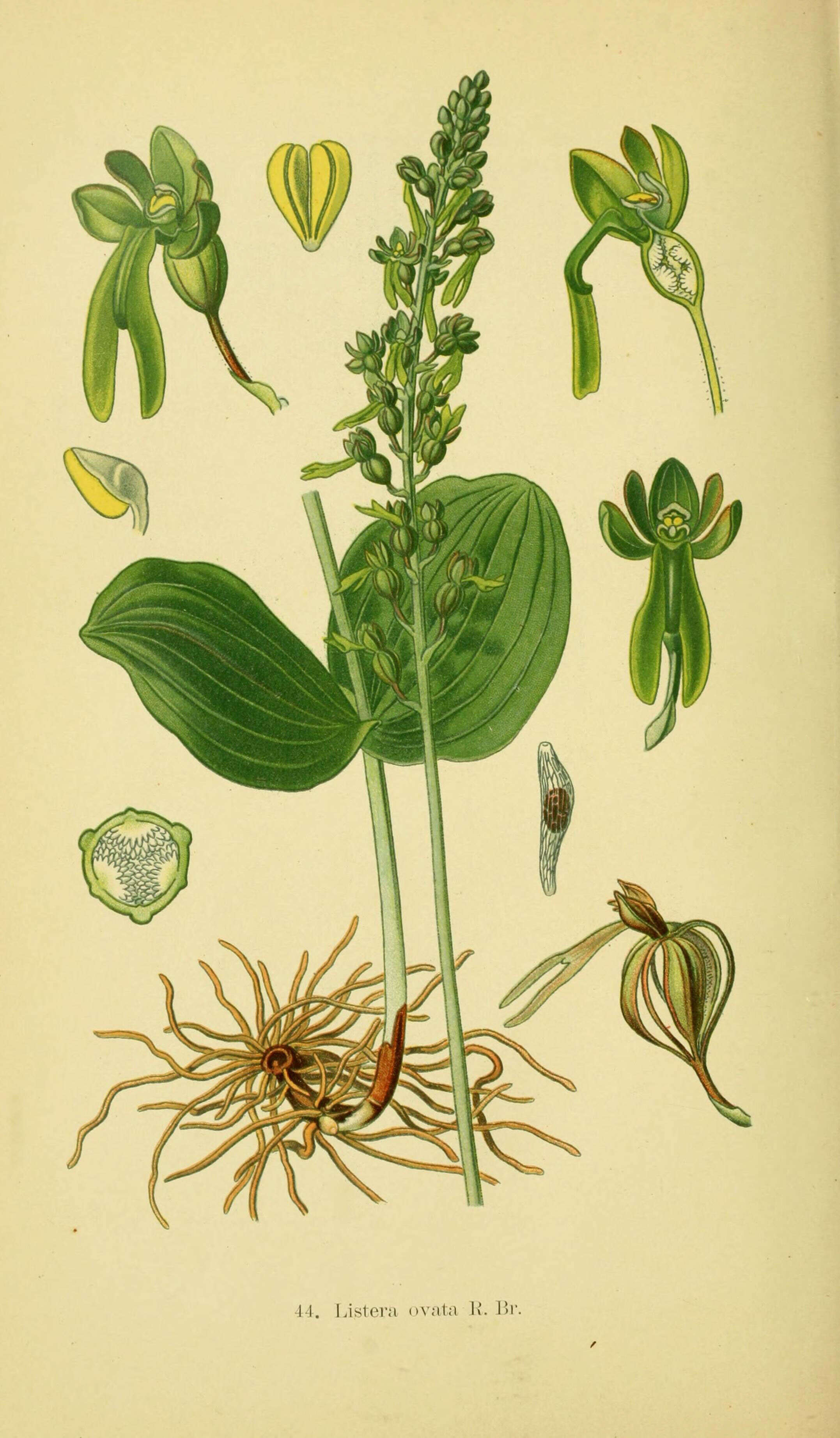 Image of Common twayblade