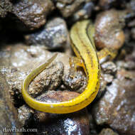 Image of Brook salamander