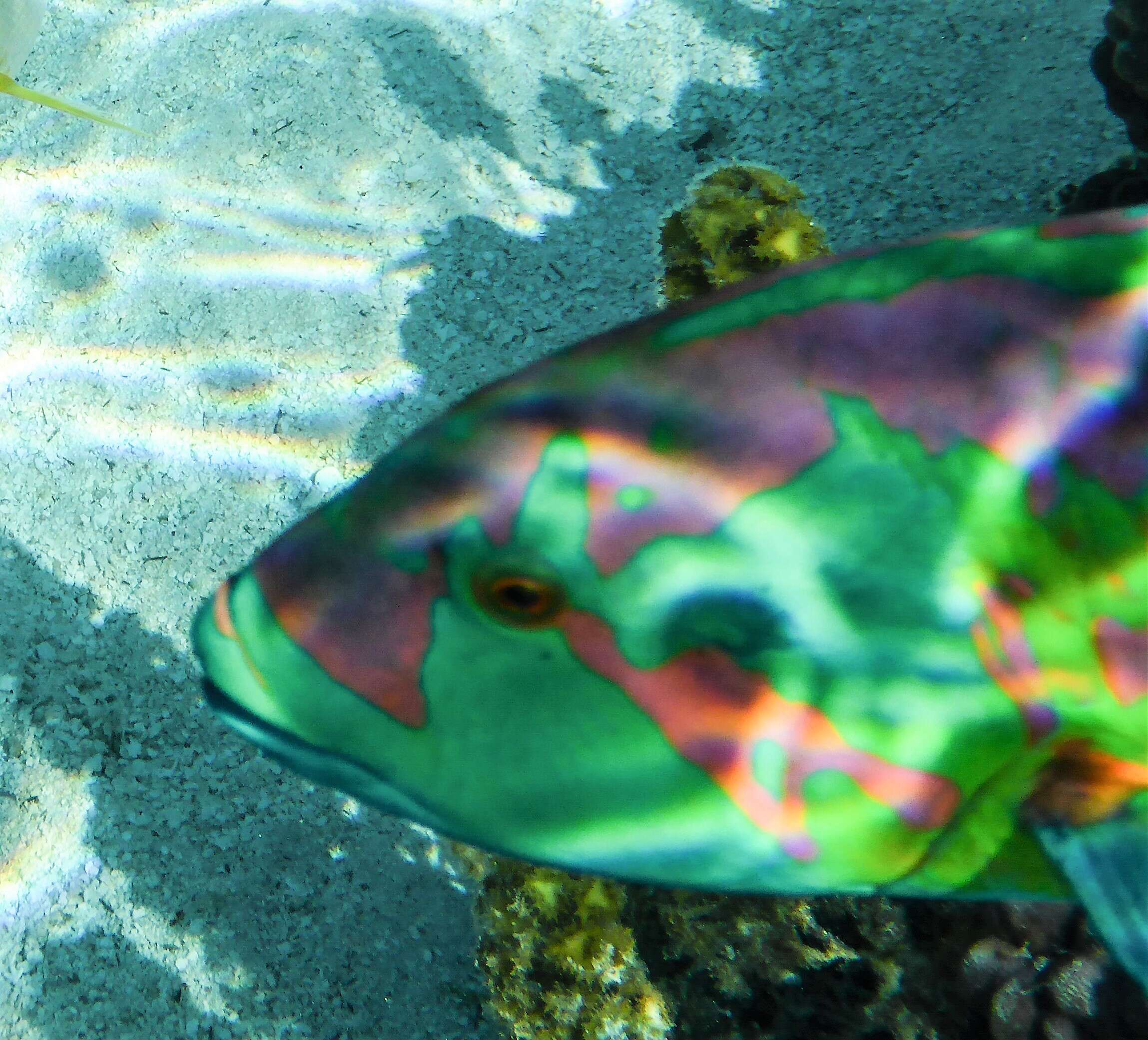 Image of Parrotfish