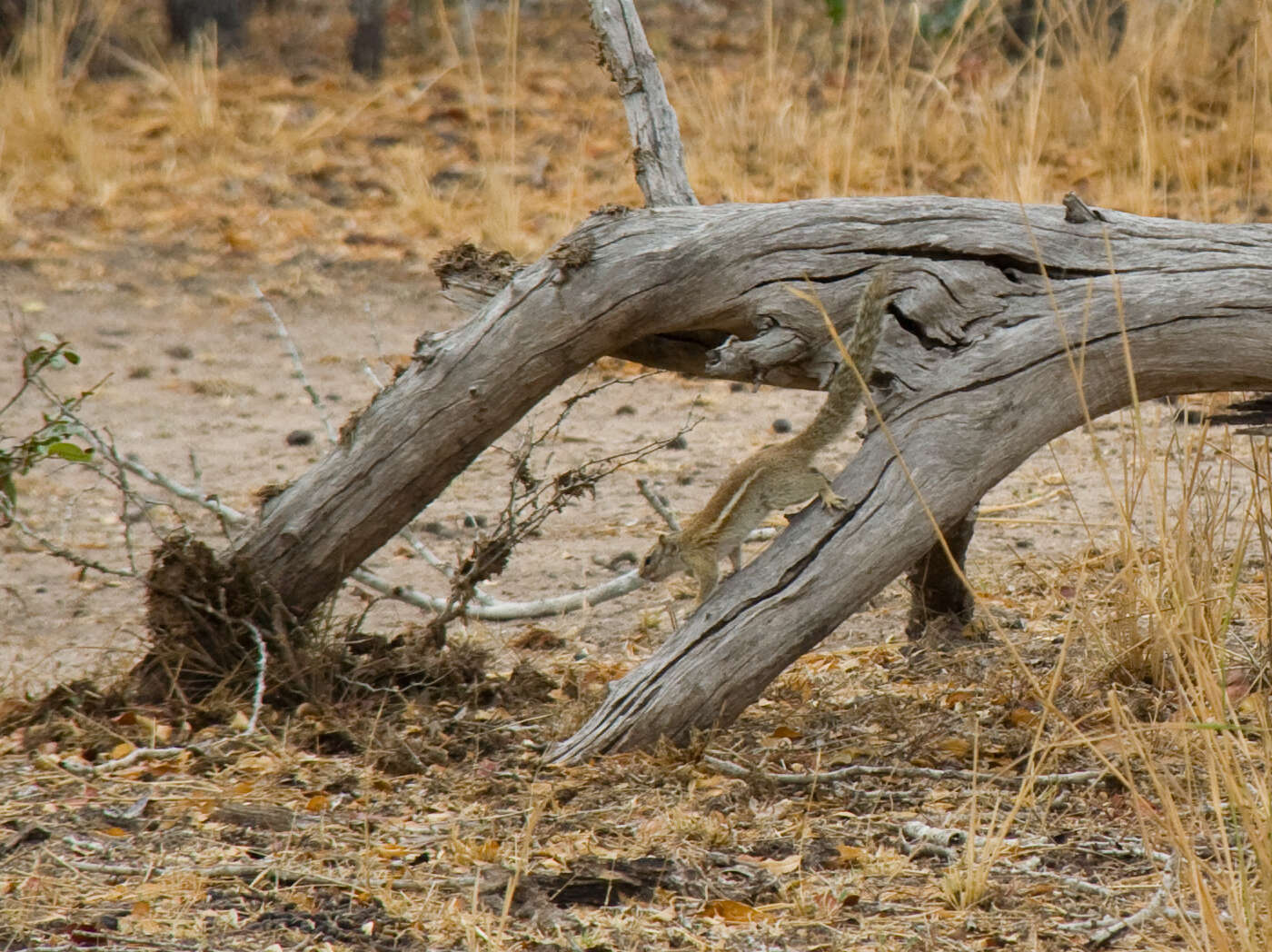 Image of Striped Bush Squirrel