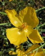 Image of hornpoppy