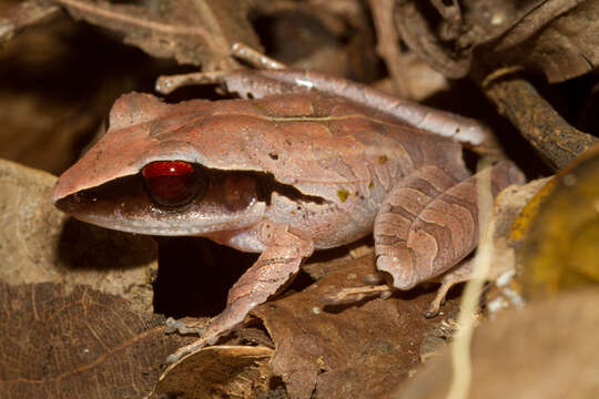 Image of Evergreen Robber Frog