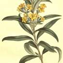 Image of Tristania neriifolia (Sieber ex Sims) R. Br.