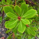 Image of Tasmannia xerophila