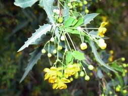 Image of red barberry