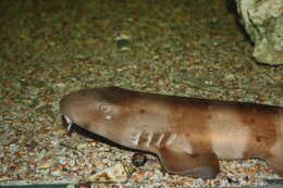 Image of longtailed carpet sharks