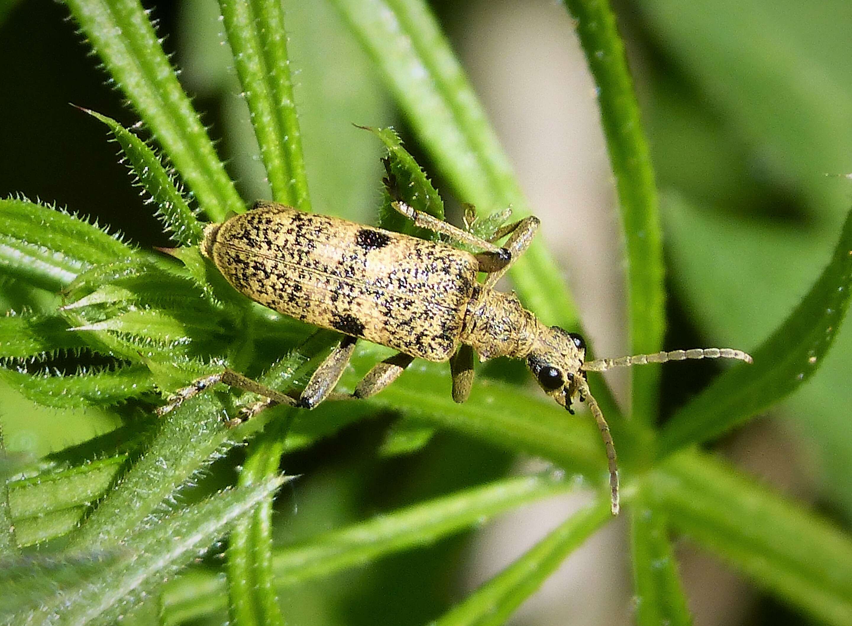 Image of Blackspotted Pliers Support Beetle