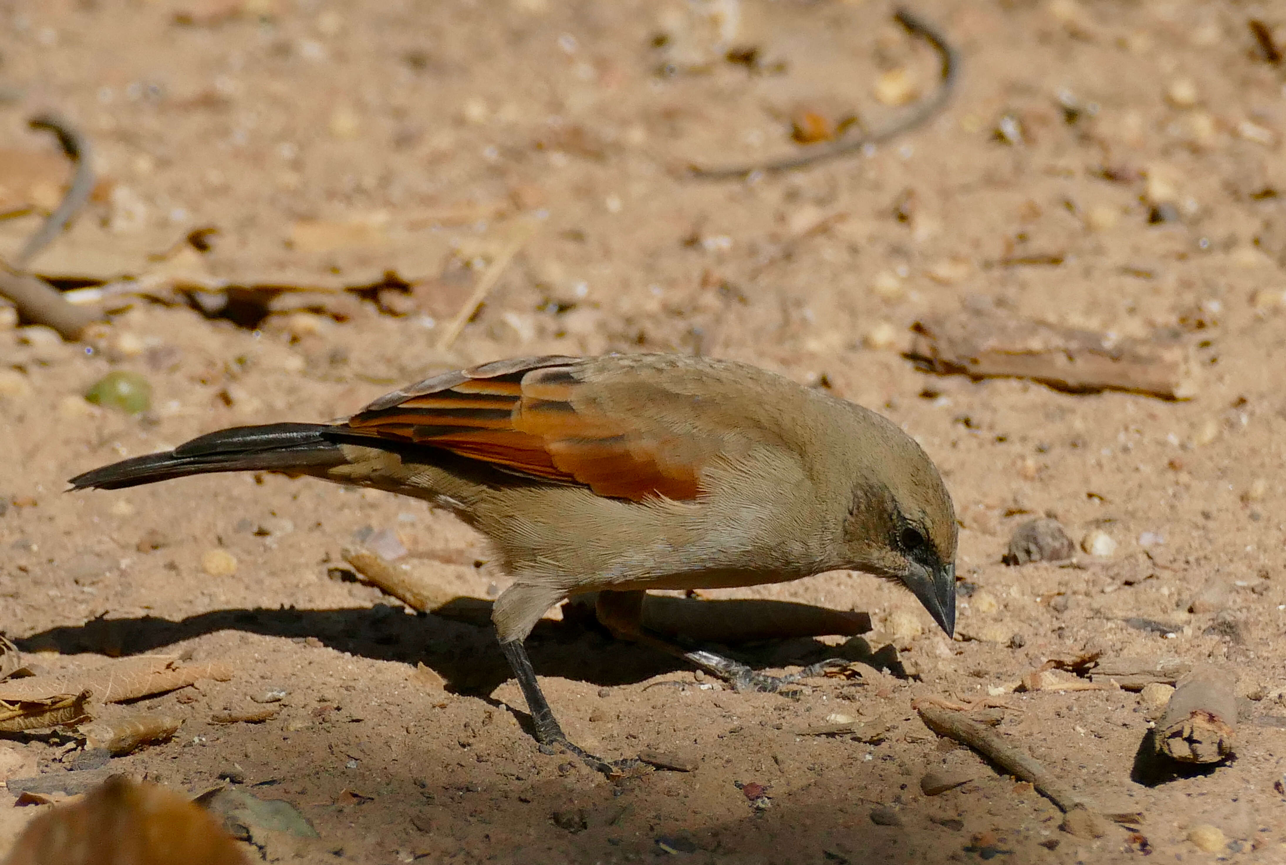 Image of Agelaioides Cassin 1866