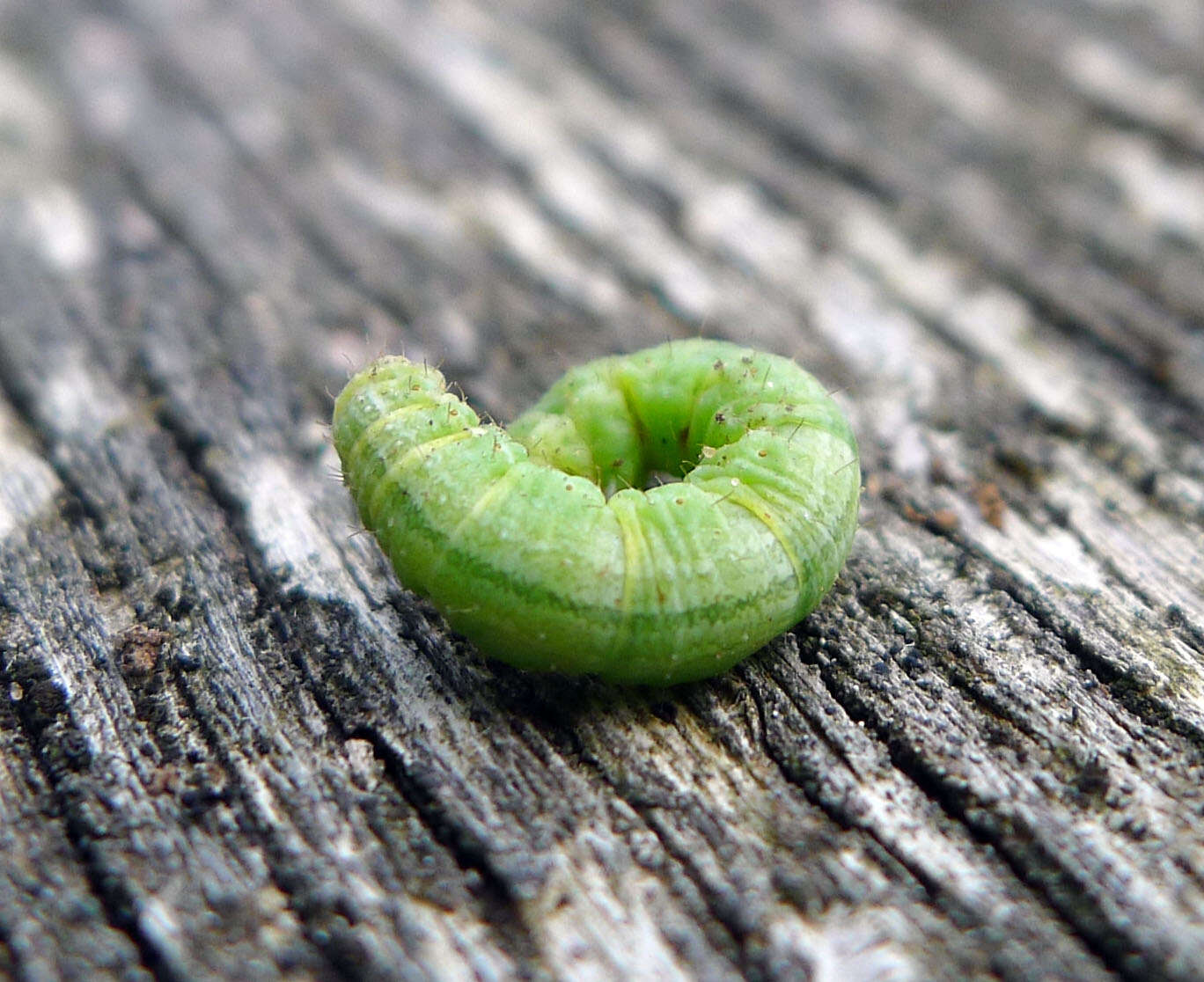 Image of winter moth