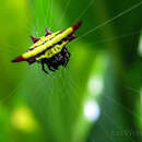 Image of Doria's Spiny Spider