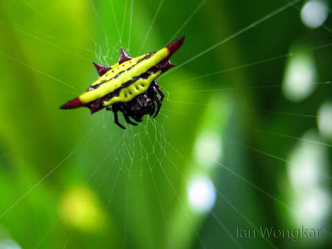 Image of Doria's Spiny Spider