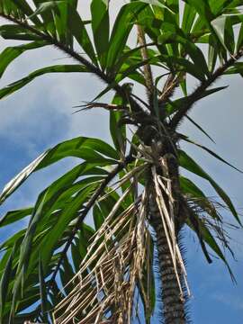 Image of Bactris ferruginea Burret