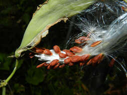 Image of milkweed