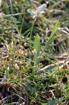 Image of pearlwort