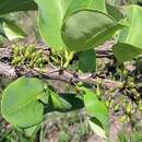 Image of Erythroxylum suberosum A. St.-Hil.