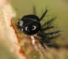 Image of Acraea lumiri Bethune-Baker 1908