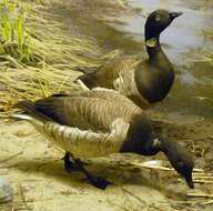 Image of Hawaiian goose