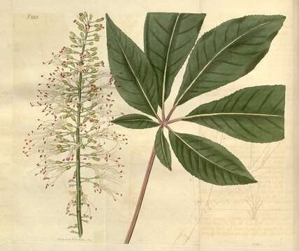 Imagem de Aesculus parviflora Walt.