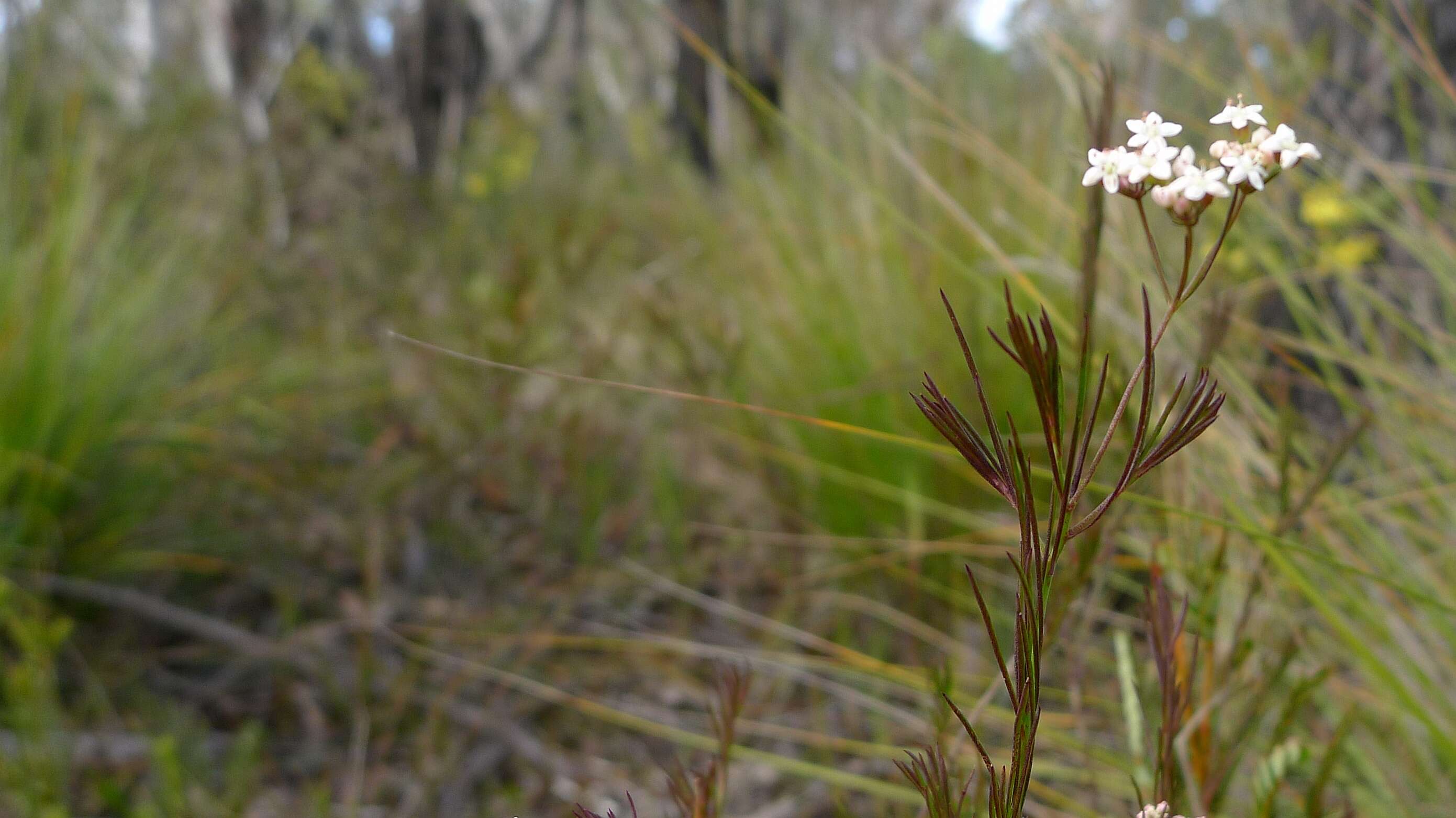 Imagem de Platysace linearifolia (Cav.) C. Norman