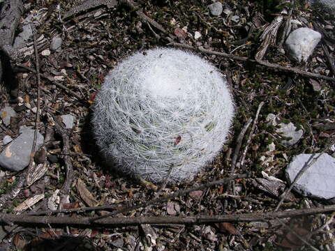 Image of Mammillaria candida Scheidw.