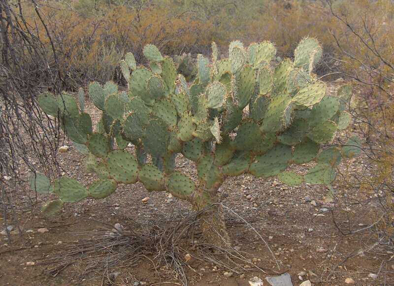 Image of Dollar-joint Prickly-pear