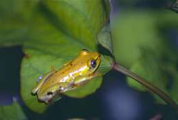 Image of African tree frogs