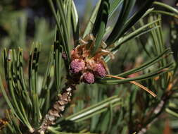 Image of whitebark pine