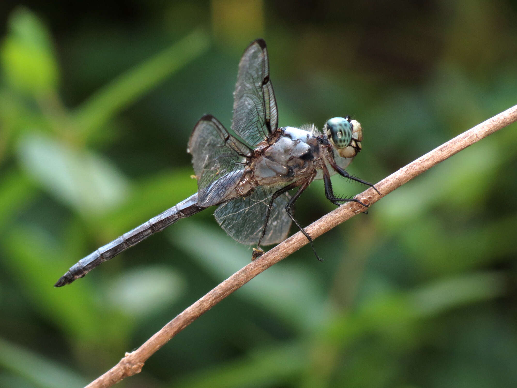 Image of Great Blue Skimmer