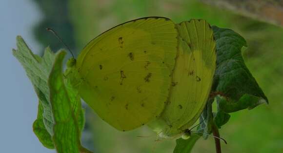 Image de Eurema hecabe (Linnaeus 1758)